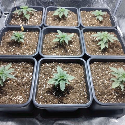 Strawberry Cough growlog timeline photo