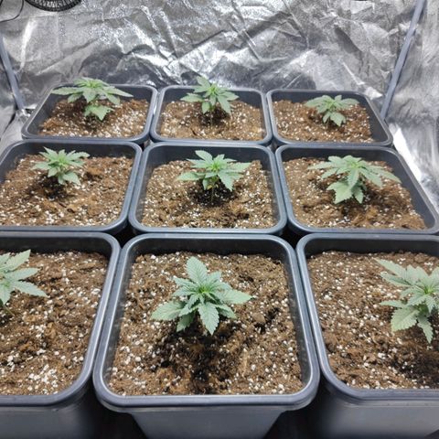 Strawberry Cough growlog timeline photo
