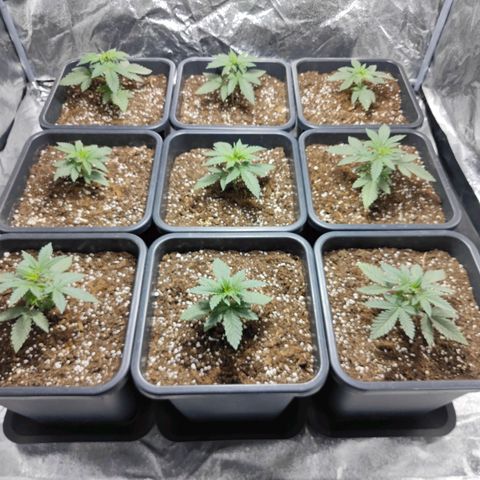 Strawberry Cough growlog timeline photo