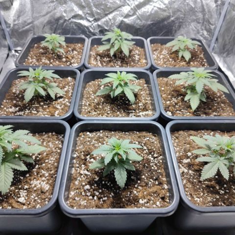 Strawberry Cough growlog timeline photo