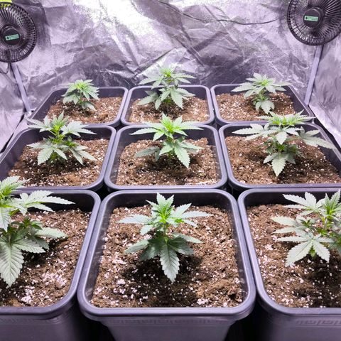 Strawberry Cough growlog timeline photo