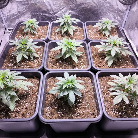 Strawberry Cough growlog timeline photo
