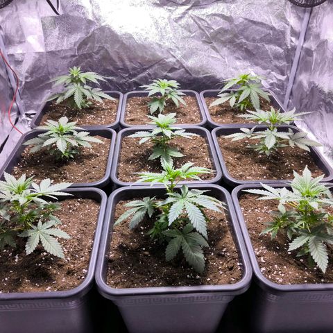 Strawberry Cough growlog timeline photo