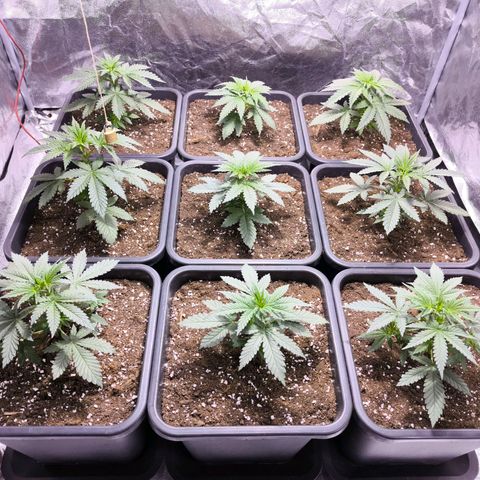 Strawberry Cough growlog timeline photo