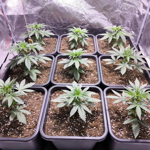 Strawberry Cough growlog timeline photo