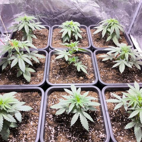 Strawberry Cough growlog timeline photo