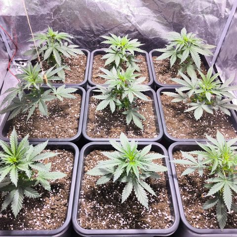 Strawberry Cough growlog timeline photo