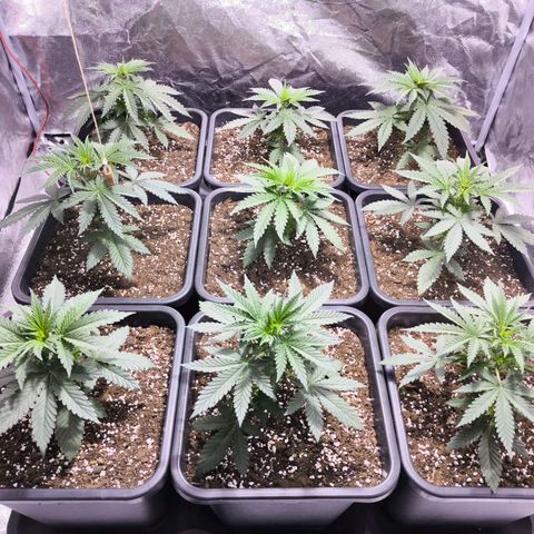 Strawberry Cough growlog timeline photo