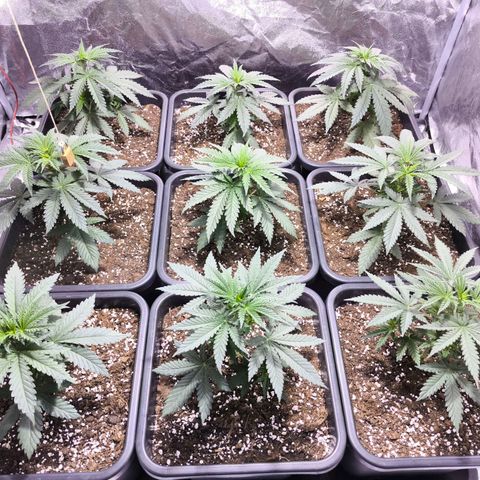 Strawberry Cough growlog timeline photo