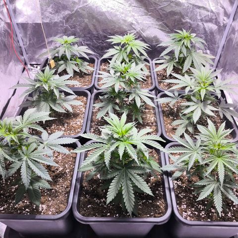 Strawberry Cough growlog timeline photo