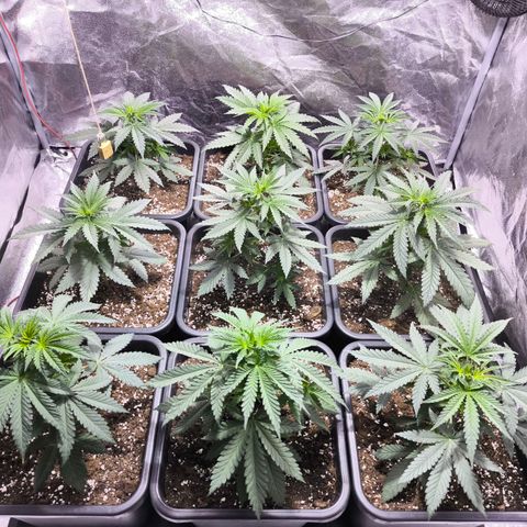 Strawberry Cough growlog timeline photo