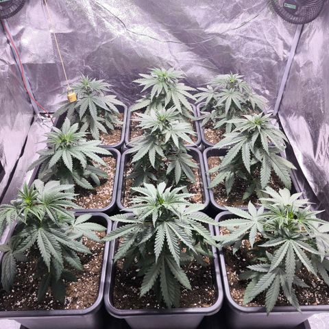 Strawberry Cough growlog timeline photo