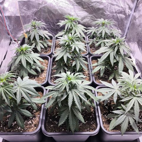 Strawberry Cough growlog timeline photo
