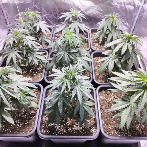 Strawberry Cough growlog timeline photo