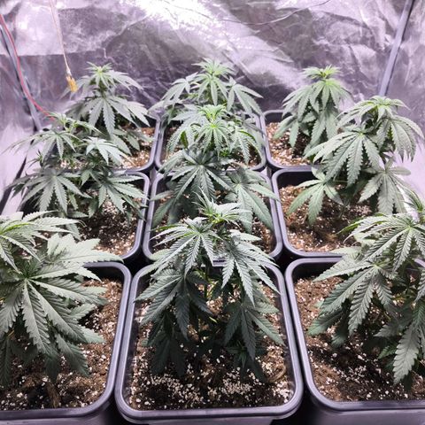 Strawberry Cough growlog timeline photo