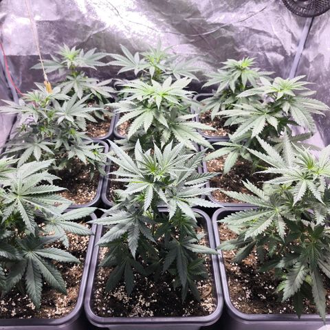 Strawberry Cough growlog timeline photo