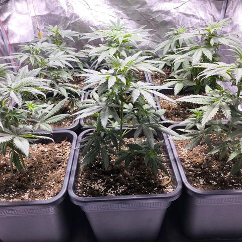 Strawberry Cough growlog timeline photo
