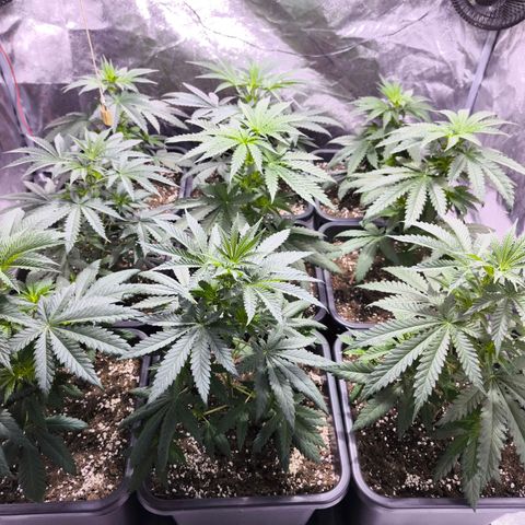 Strawberry Cough growlog timeline photo