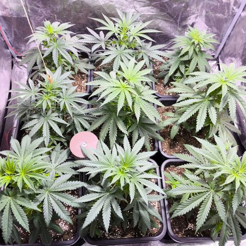 Strawberry Cough growlog timeline photo