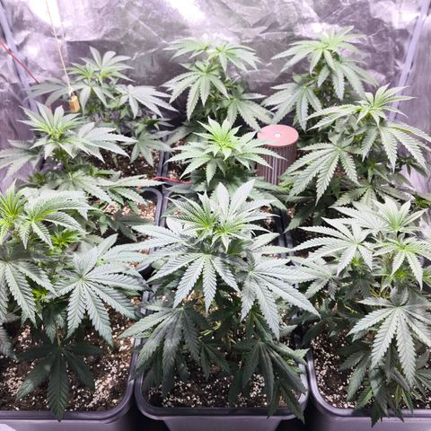 Strawberry Cough growlog timeline photo