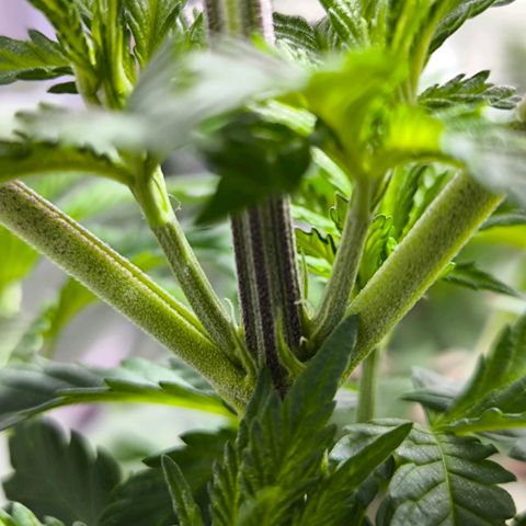 Strawberry Cough growlog photo: Pre Flower