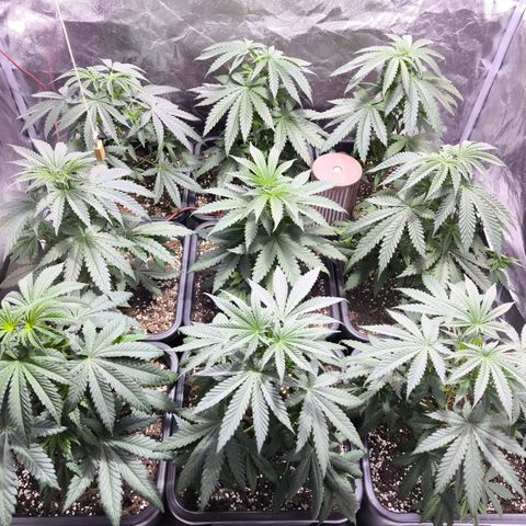 Strawberry Cough growlog timeline photo