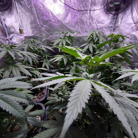 Strawberry Cough growlog timeline photo