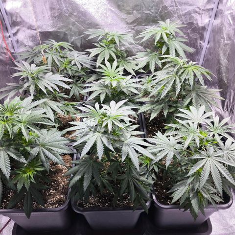Strawberry Cough growlog timeline photo