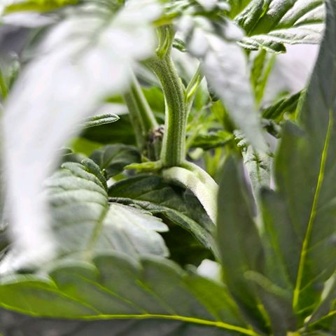 Strawberry Cough growlog photo: Es kam nur ein Hauptrieb