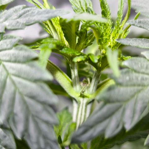 Strawberry Cough growlog timeline photo