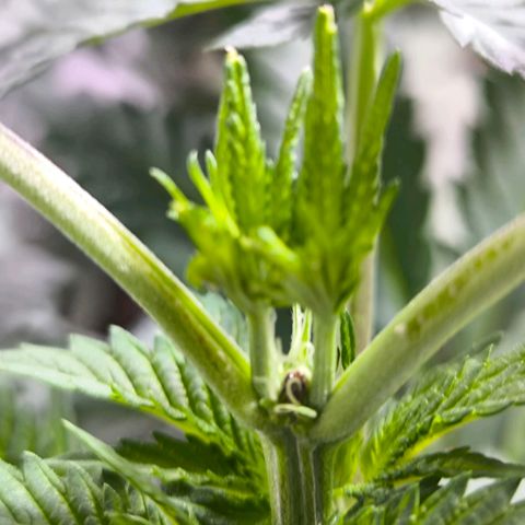 Strawberry Cough growlog timeline photo