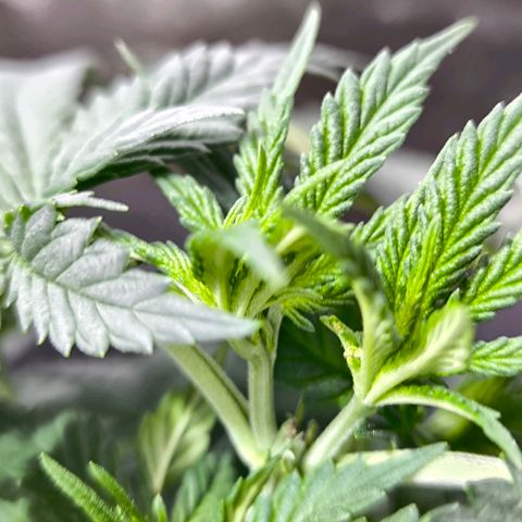Strawberry Cough growlog timeline photo