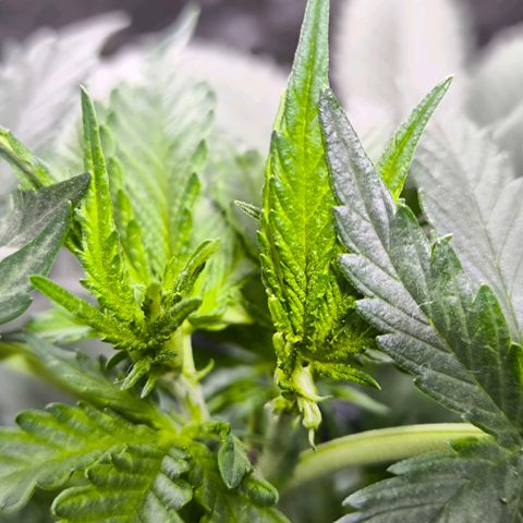 Strawberry Cough growlog timeline photo