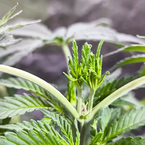 Strawberry Cough growlog timeline photo