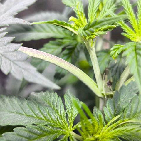 Strawberry Cough growlog timeline photo