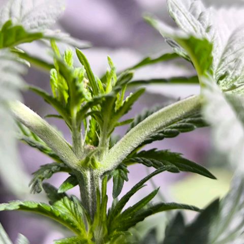 Strawberry Cough growlog timeline photo