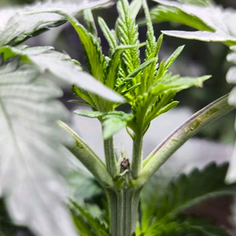 Strawberry Cough growlog timeline photo