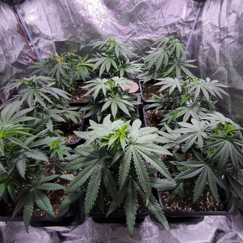 Strawberry Cough growlog timeline photo