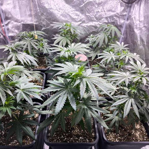 Strawberry Cough growlog timeline photo