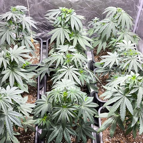 Strawberry Cough growlog timeline photo