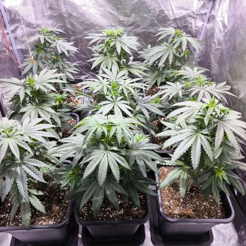 Strawberry Cough growlog timeline photo