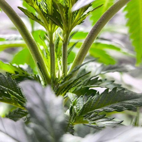 Strawberry Cough growlog timeline photo