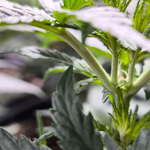 Strawberry Cough growlog timeline photo