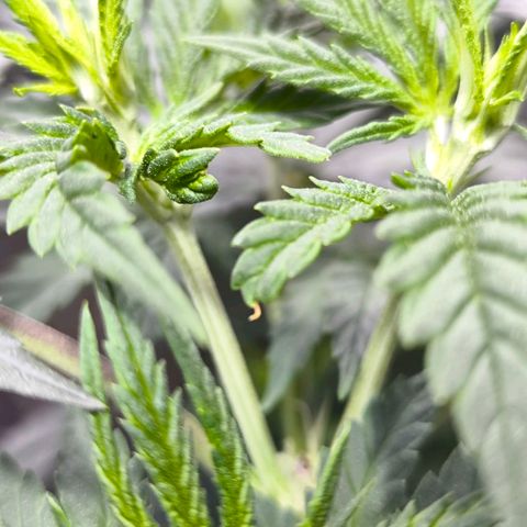 Strawberry Cough growlog timeline photo