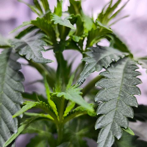Strawberry Cough growlog timeline photo
