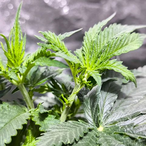 Strawberry Cough growlog timeline photo