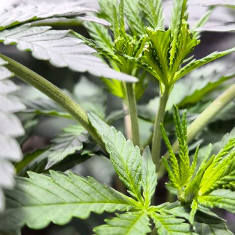 Strawberry Cough growlog timeline photo