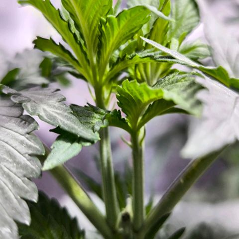 Strawberry Cough growlog timeline photo
