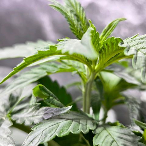 Strawberry Cough growlog timeline photo