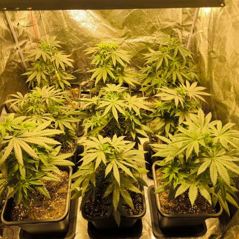 Strawberry Cough growlog photo: Blütelampe verbaut